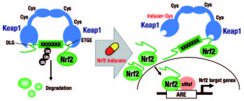 Figure 1. Molecular mechanism of Keap1/Nrf2 system