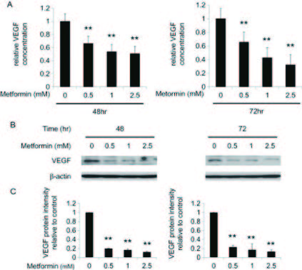 Figure 1. Effects of metformin on VEGF protein expression in ELT-3 cells