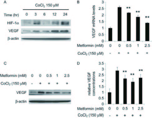 Figure 2. Effects of metformin on VEGF expression induced by hypoxia-mimicking conditions