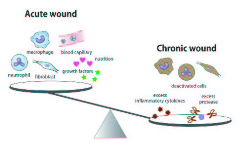 Figure 1. Wound healing related factors