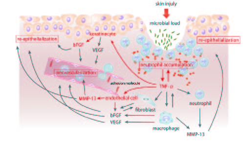 Figure 2. Effects of microbial load on the wound healing