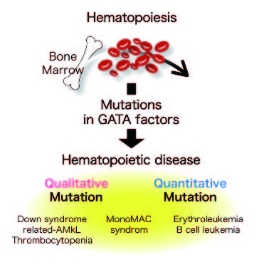 Figure 1. Hematologic diseases caused by dysfunctions of GATA factors