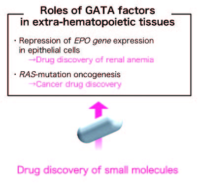 Figure 2. Drug discovery targeting for GATA factors