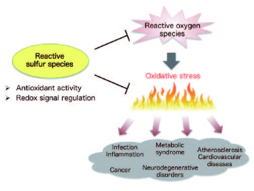 Figure 1. Regulation of oxidative stress by reactive sulfur species