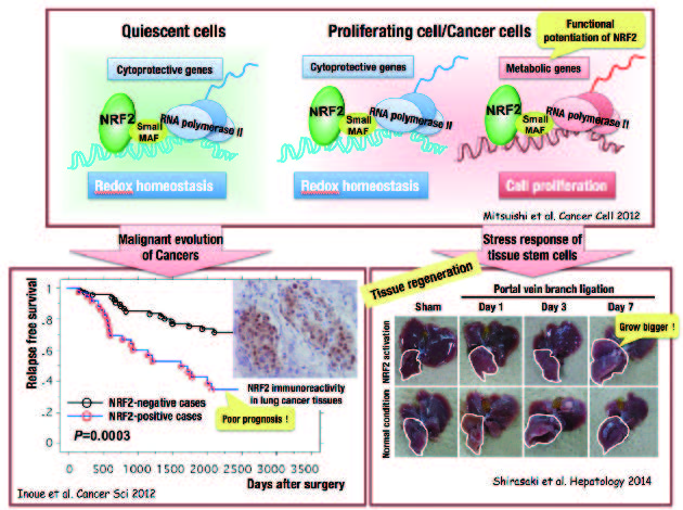 Figure 1. NRF2 mediates malignant evolution and proliferation of cancers